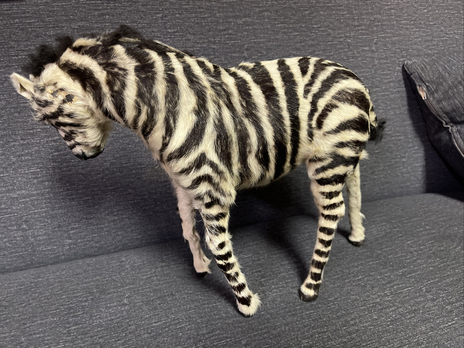 Large Antique Pull Toy Primitive Folk Art  Zebra Horse Incredible!!6