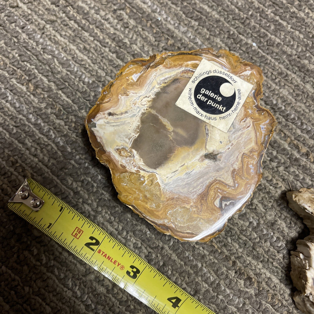 2 Cut Or Polished, Board-Cut,  Petrified Wood Specimen Lot Museum1