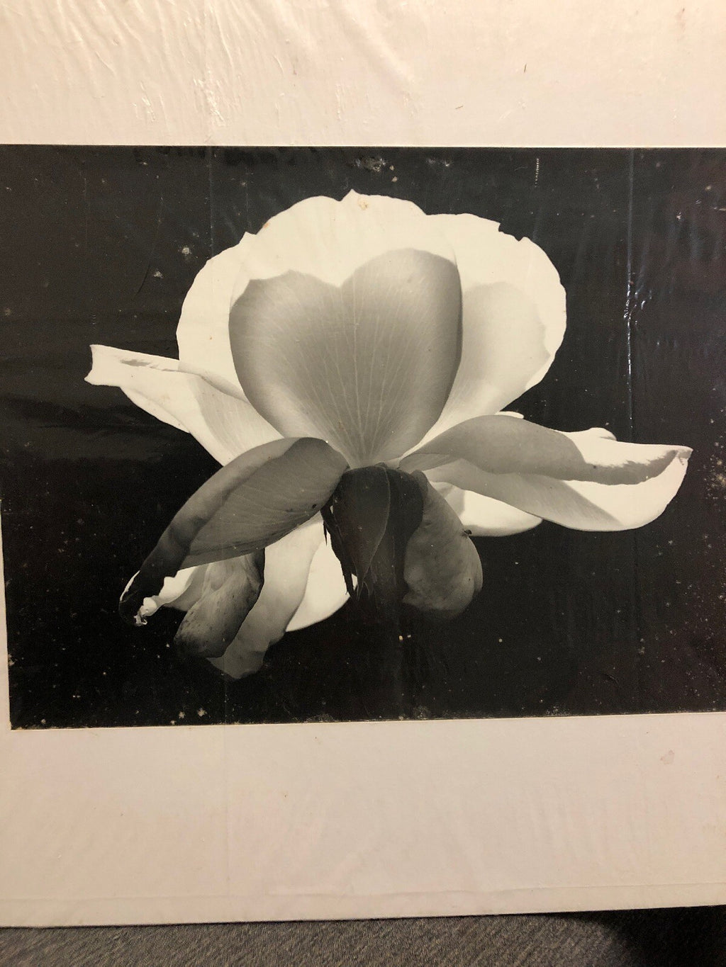 Art Photography Flower Unknown Black & White Intriguing & Dramatic 18X201