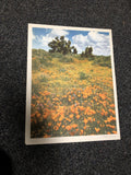 California Poppies Facts About The Wild Flowers Of California0