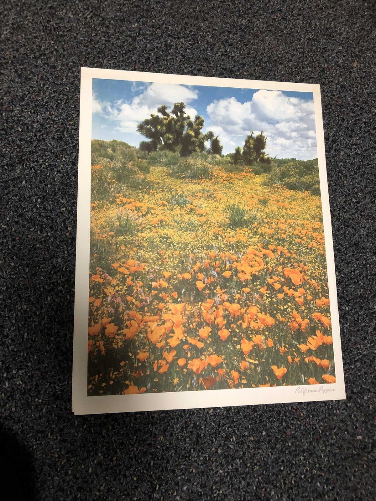 California Poppies Facts About The Wild Flowers Of California0