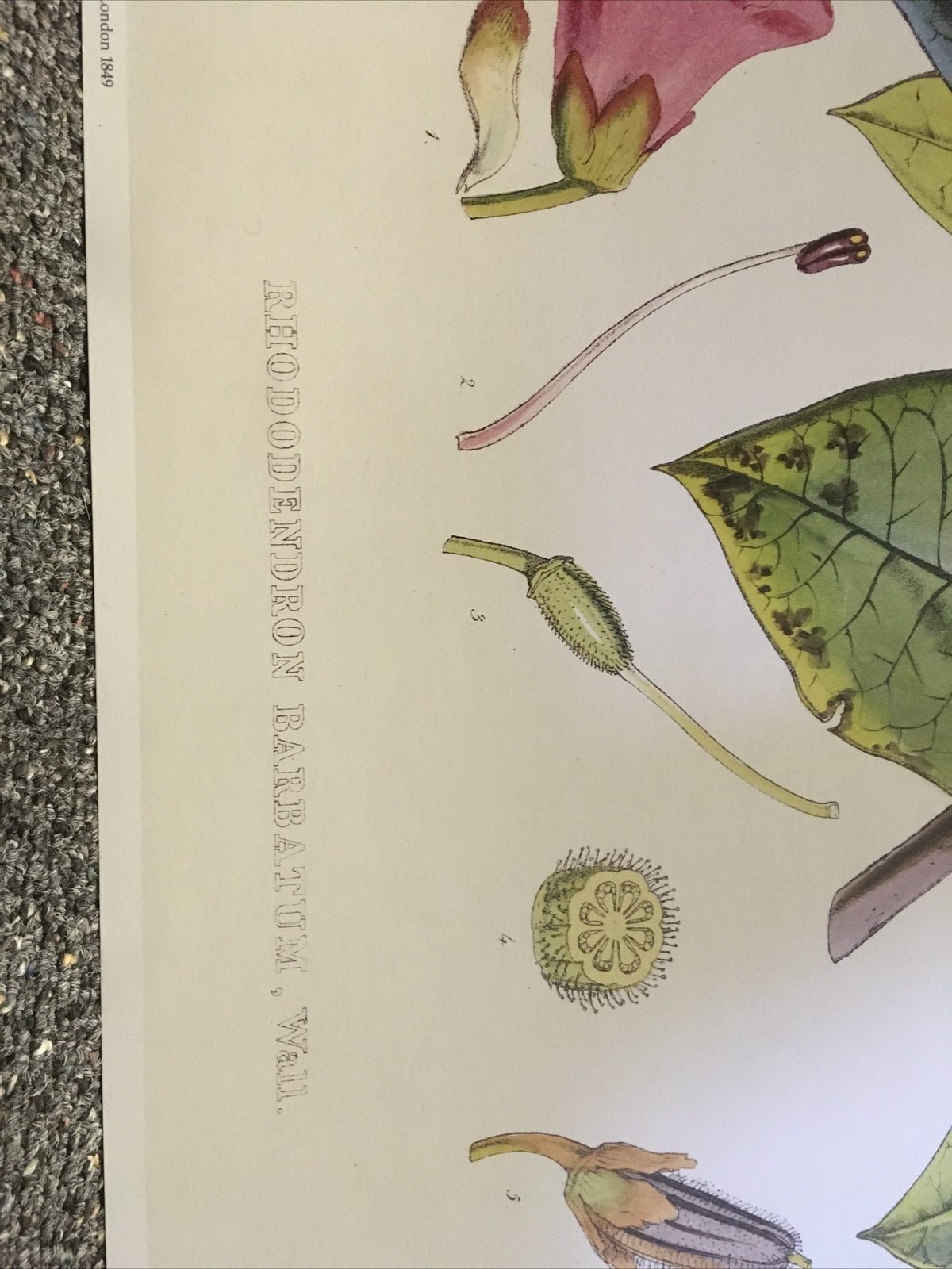 SIKKIM HIMALAYA ANTIQUE BOTANICAL / Rhododendron Barbatum Poster Wall 18493