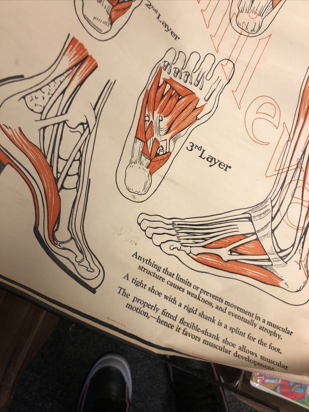 Original 1927 Foot Feet  MUSCULAR Structure ANATOMY CHART Lot Of 2 19” X 22”3