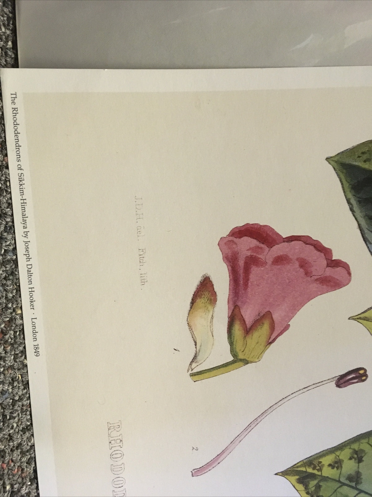 SIKKIM HIMALAYA ANTIQUE BOTANICAL / Rhododendron Barbatum Poster Wall 18492