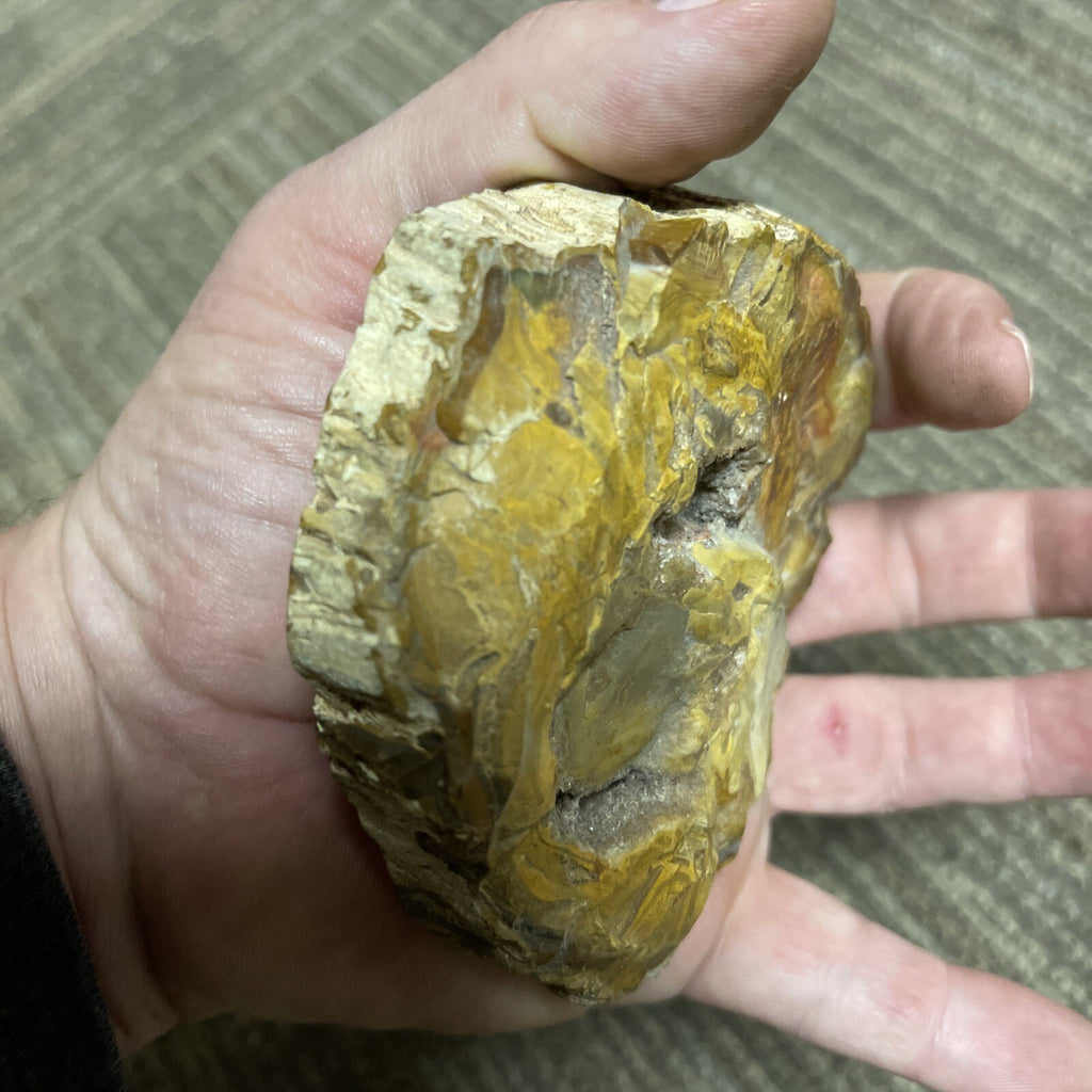 2 Cut Or Polished, Board-Cut,  Petrified Wood Specimen Lot Museum4