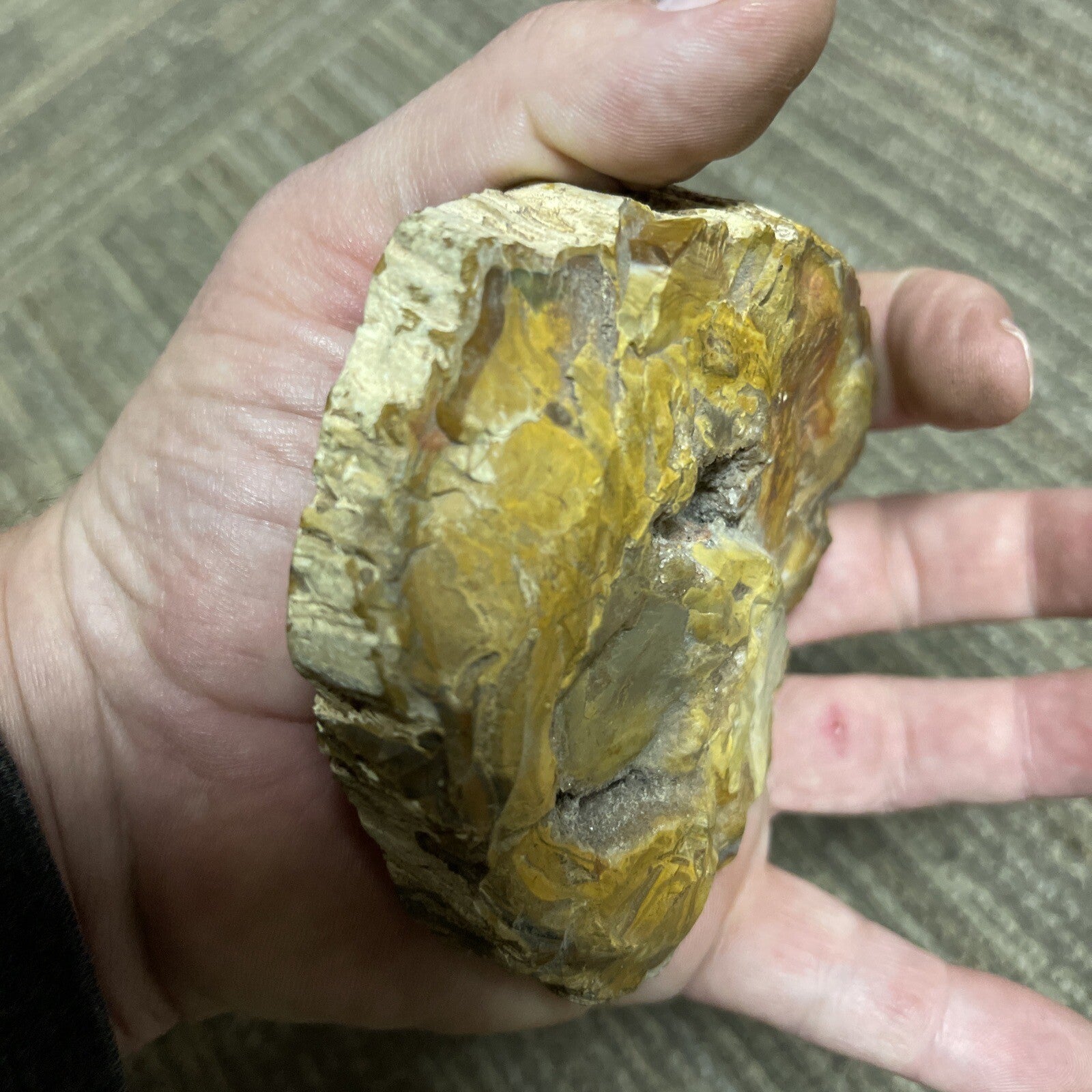2 Cut Or Polished, Board-Cut,  Petrified Wood Specimen Lot Museum4